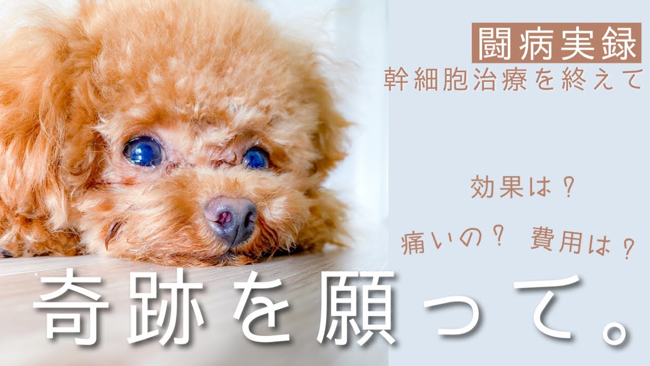 幹細胞治療が終わりました！効果は？【リアルな経過】