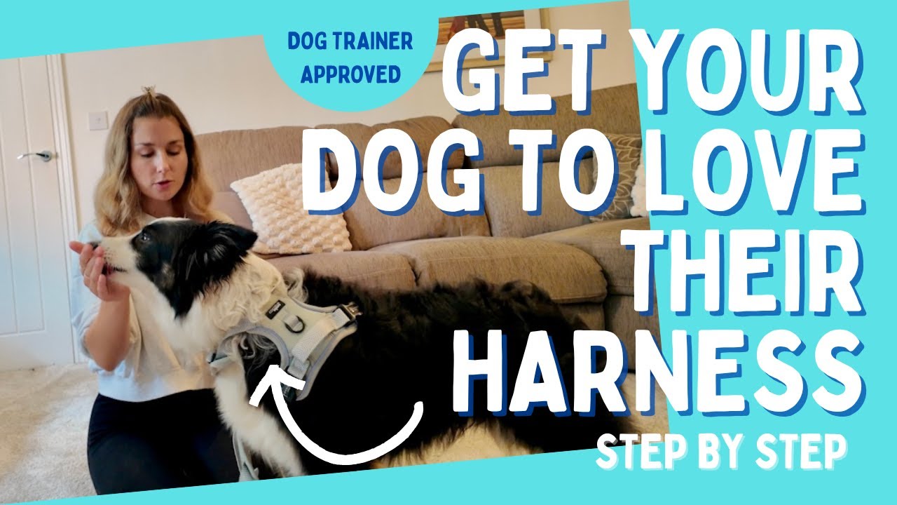 Step by Step: How to Introduce a Harness to Your Dog