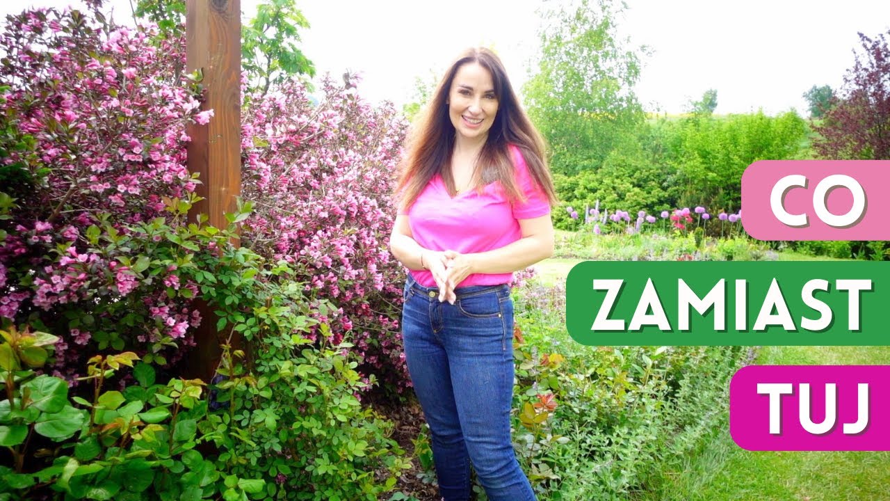 Co zamiast Tuj? Czerwcowy spacer po ogrodzie - kwitnie krzewuszka