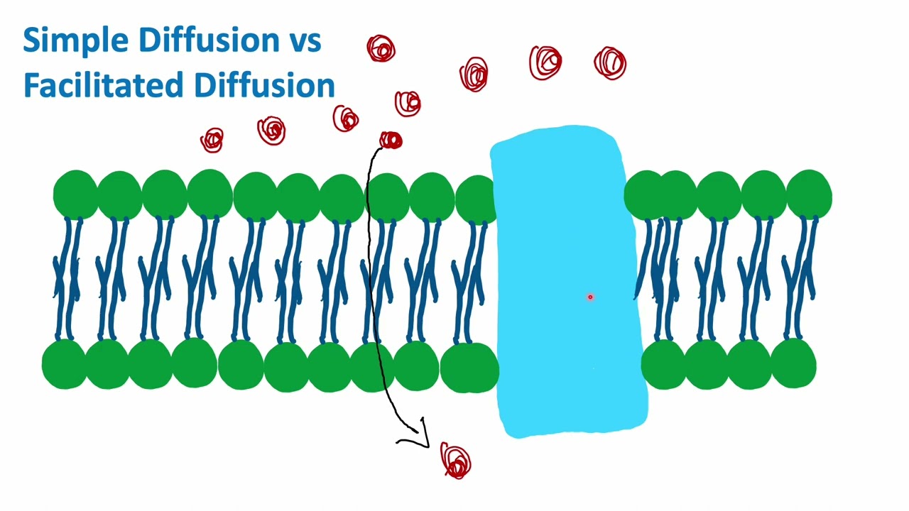 Simple Diffusion vs Facilitated Diffusion | Cell Biology | Biology