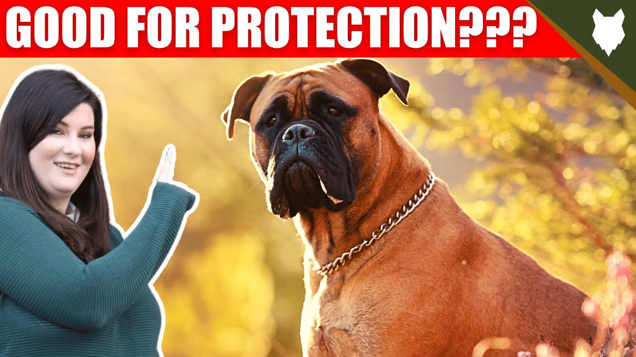 ARE BOXER GOOD GUARD DOGS?