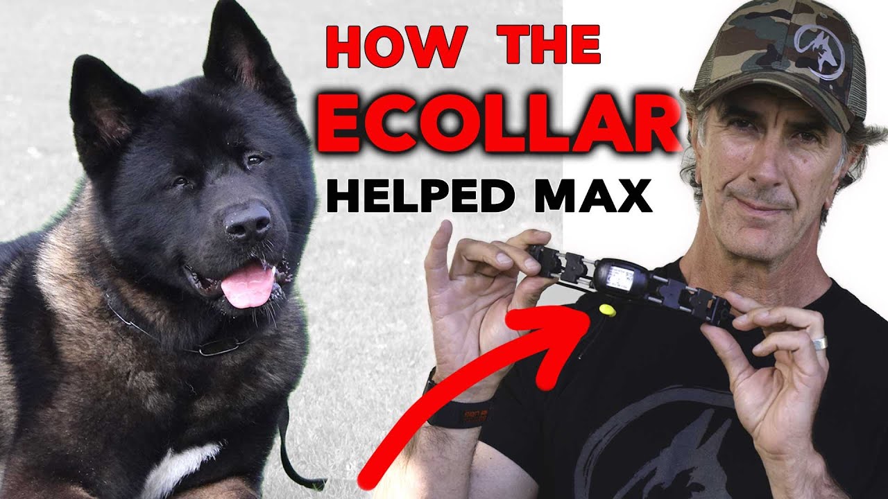 ECollar Helps Dog Learn Obedience - Dog Training with Remote Collar