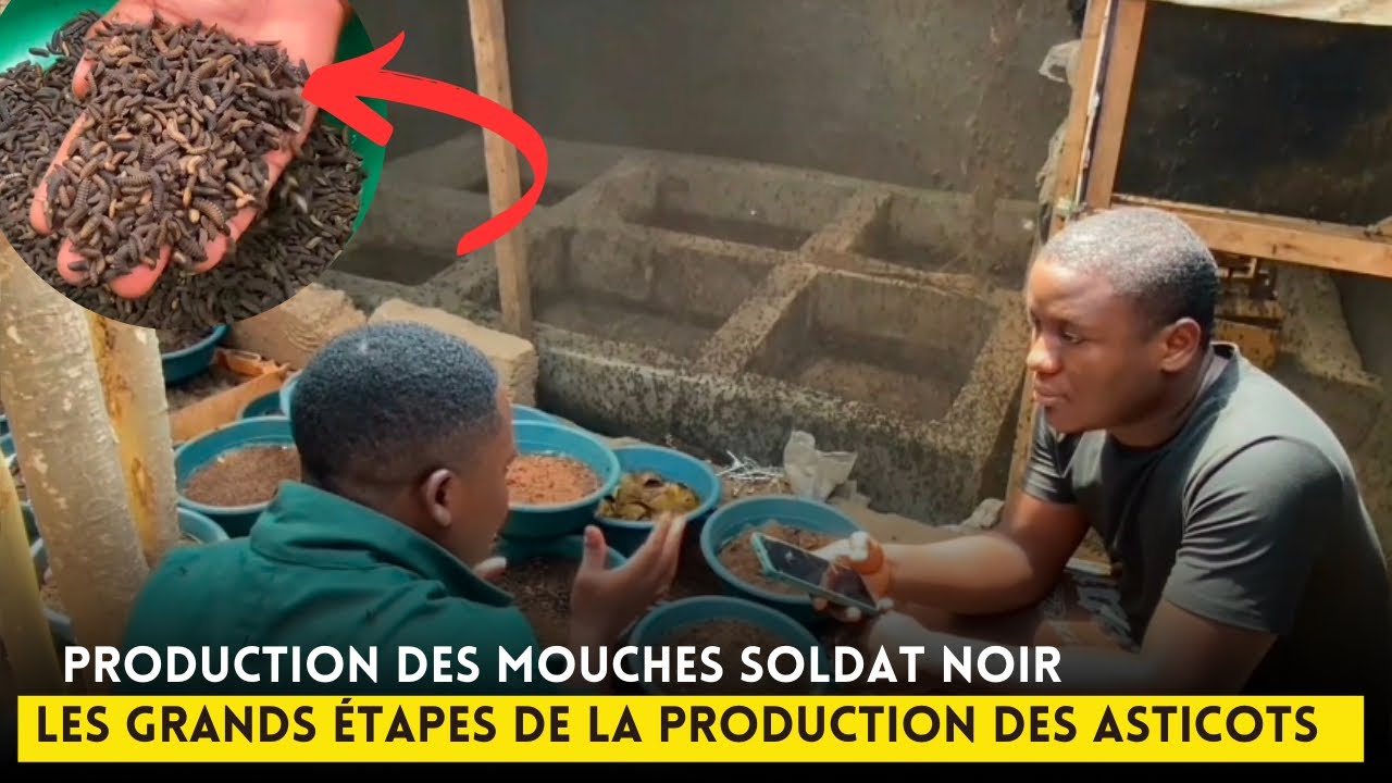 Production des mouches soldats noir et des asticots