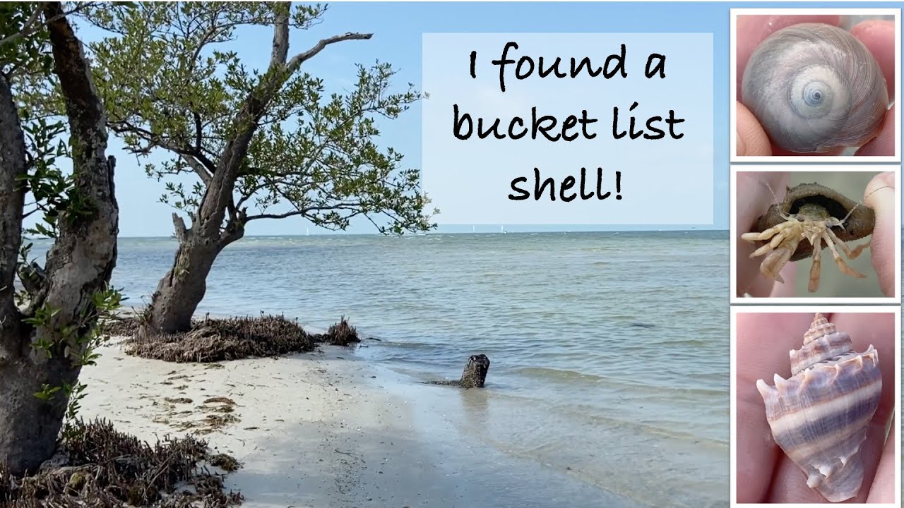 Virtual shelling ~ I find a bucket list shell! Hunting for tiny shells and beach critters.