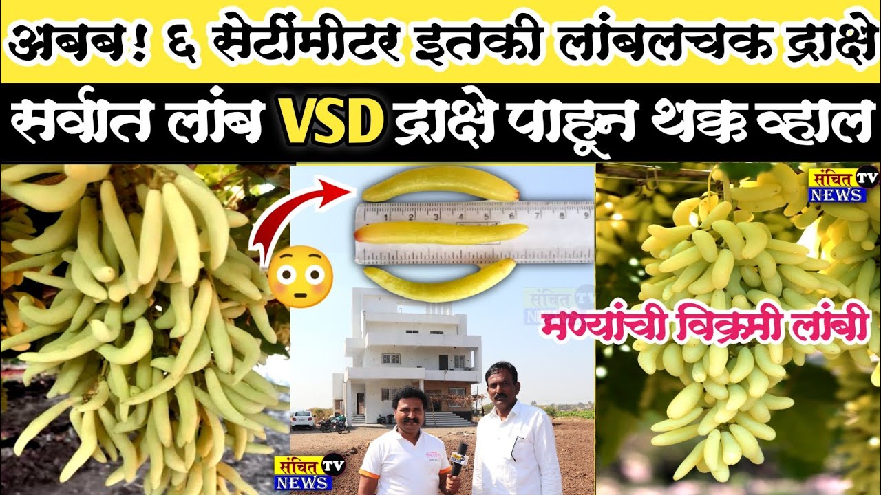 अबब! 6 सेंटीमीटर इतकी लांबलचक द्राक्षे 🍇 विजय देसाई त्यांच्या बागेतील VSD द्राक्षे पाहून थक्क व्हाल😳