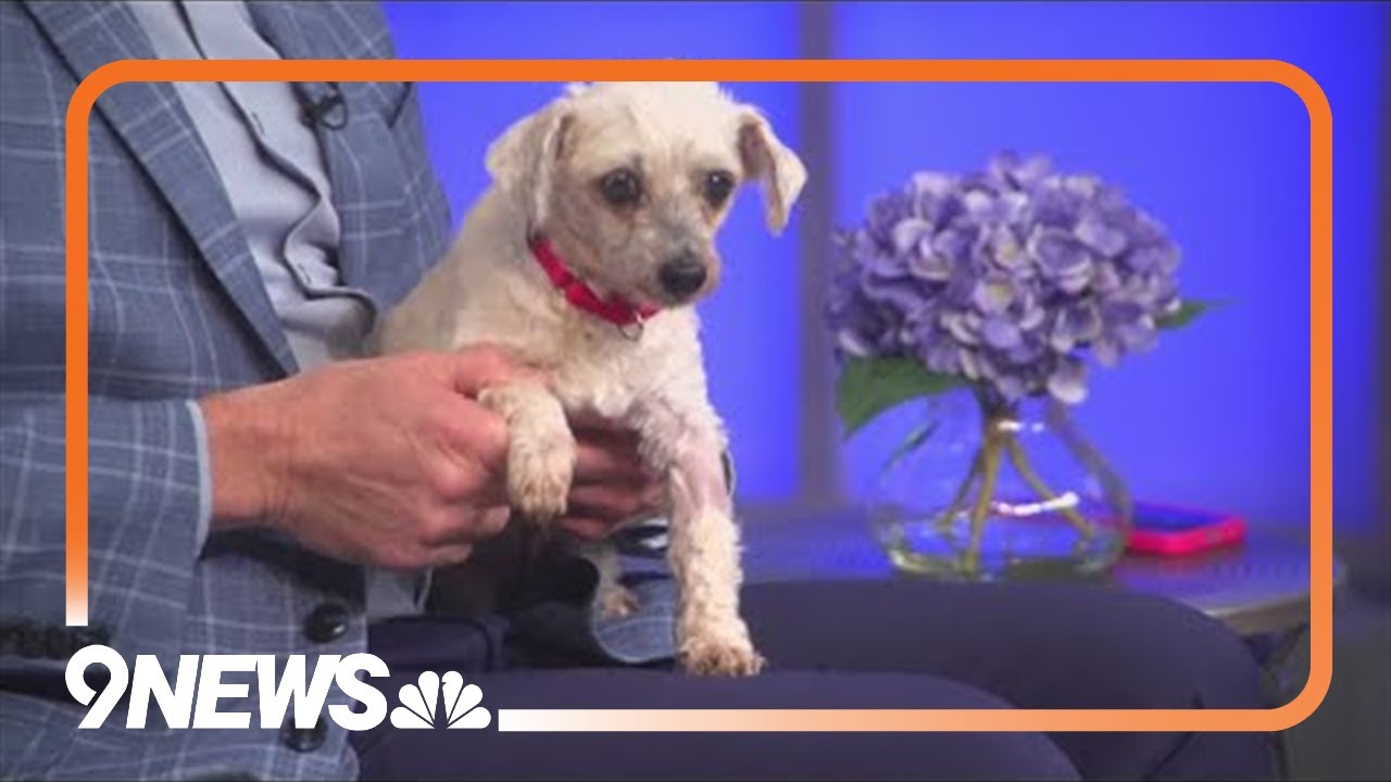 Sweet Maltese Shih Tzu puppy needs a forever home