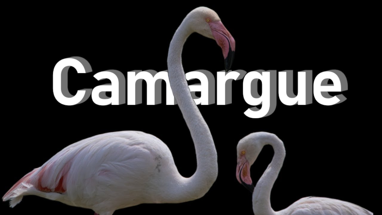 Photographing FLAMINGOS in the Biggest Nature Reserve in Europe!