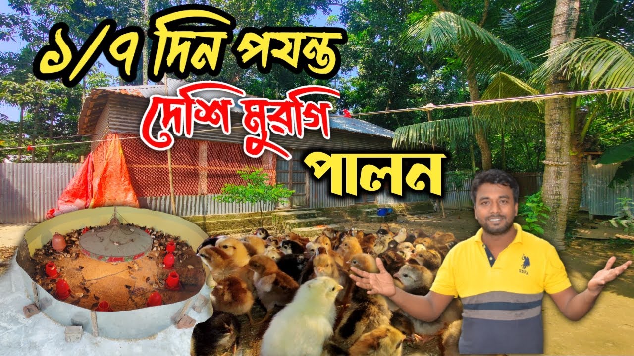দেশি মুরগির বাচ্চা ১ থেকে ৭ দিন পযন্ত  পালন পদ্ধতি গুলো জেনে নিন।। মায়া বাংলা BD ।। Krishi Nur STV