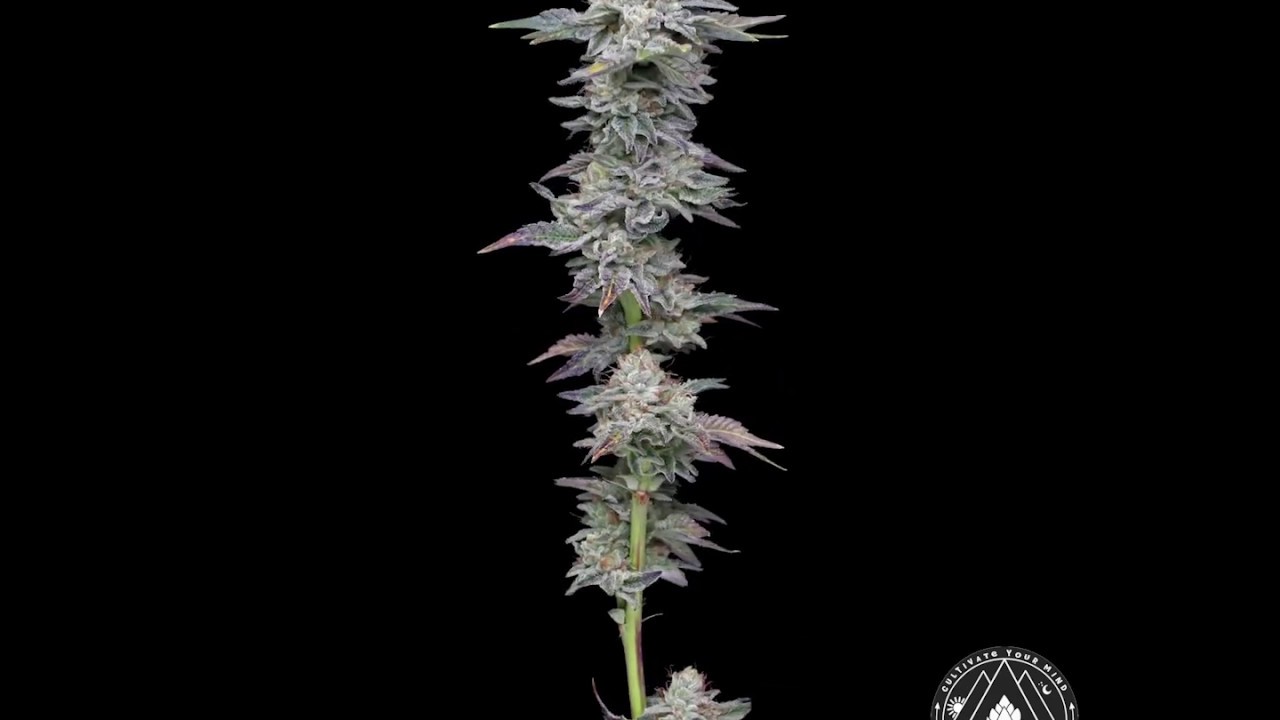 Zkittlez x Kush Mints by Rolen Stone Farms (zoom in)