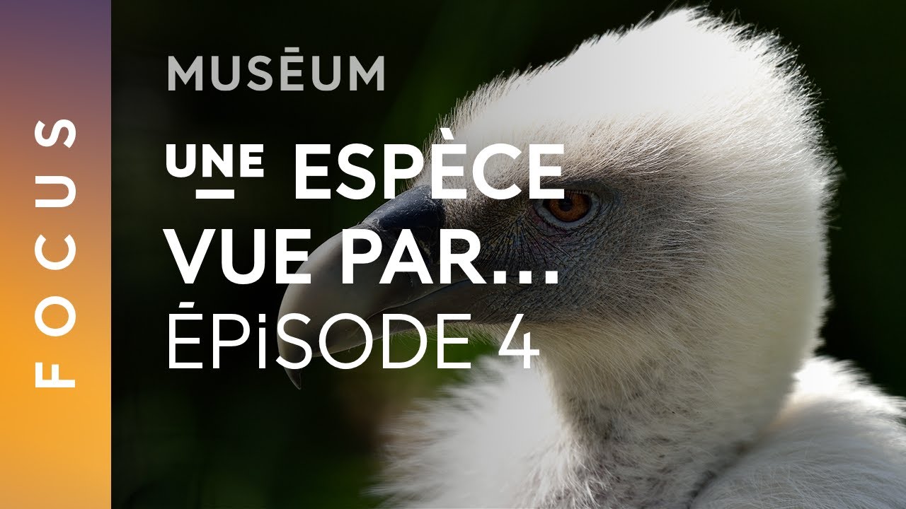 Episode 4 : Le vautour fauve | Une espèce vue par…