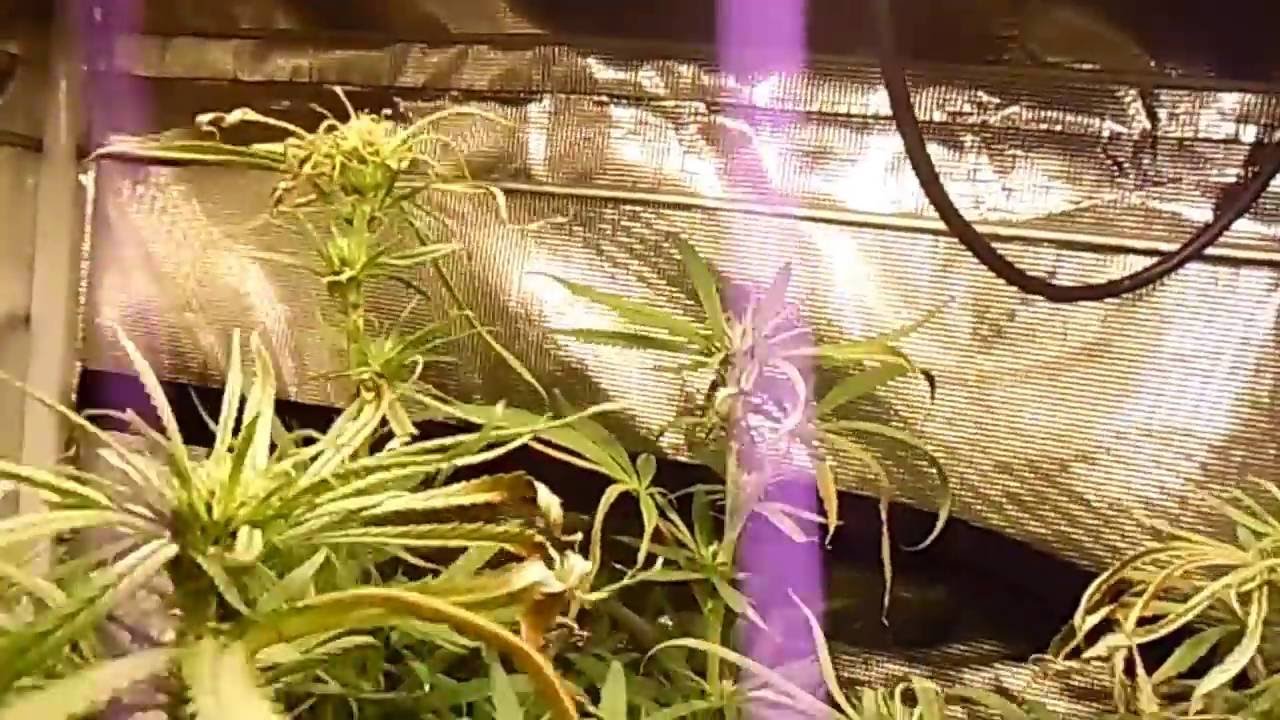 Organic soil and Cyco nutrient side by side Day 1 of week 3 of flower
