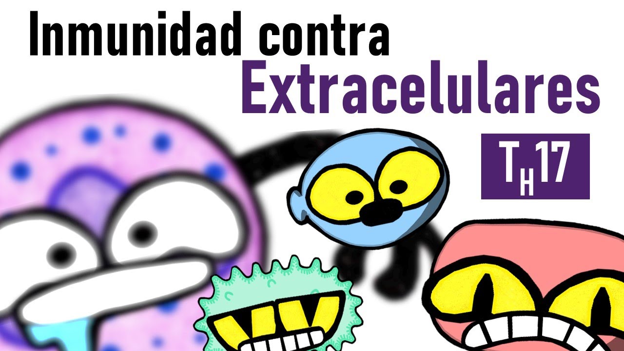 Inmunidad contra Bacterias y Hongos Extracelulares | TH17