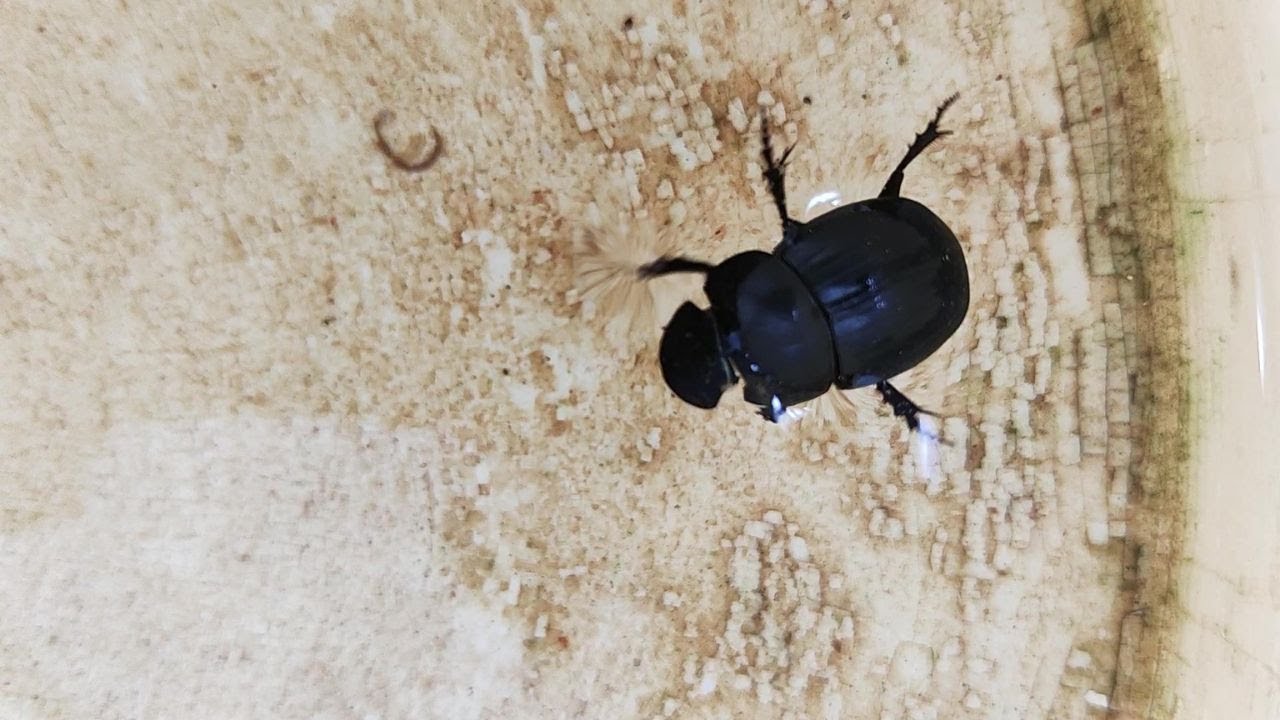 Black beetle swimming in bucket of water