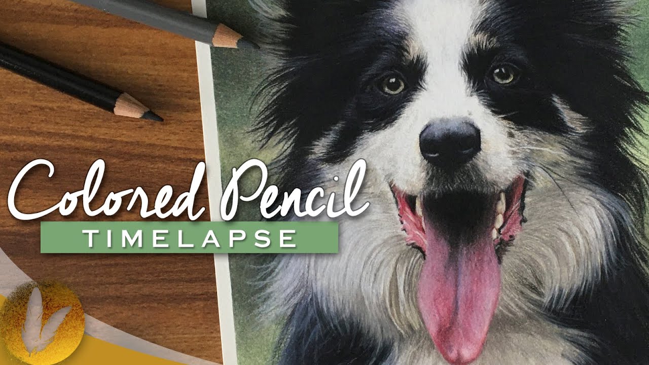 Realistic Border Collie Colored Pencil Drawing | Timelapse