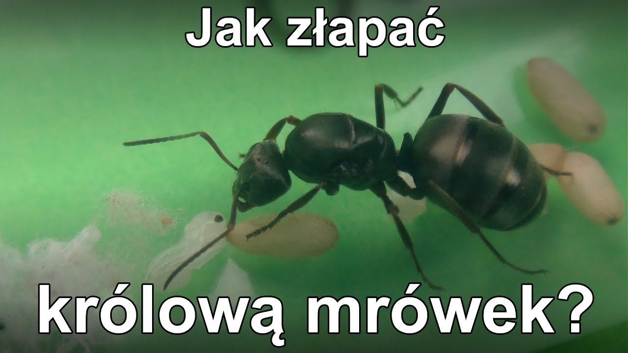 Jak złapać królową mrówek? Zakładanie hodowli mrówek Lasius niger