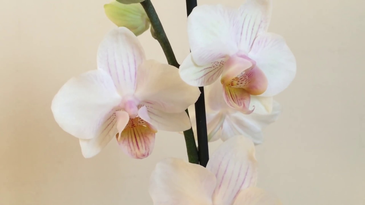 如何處理剛買回來的蝴蝶蘭（減少凋花包）同種植方法（13-2-2019）
