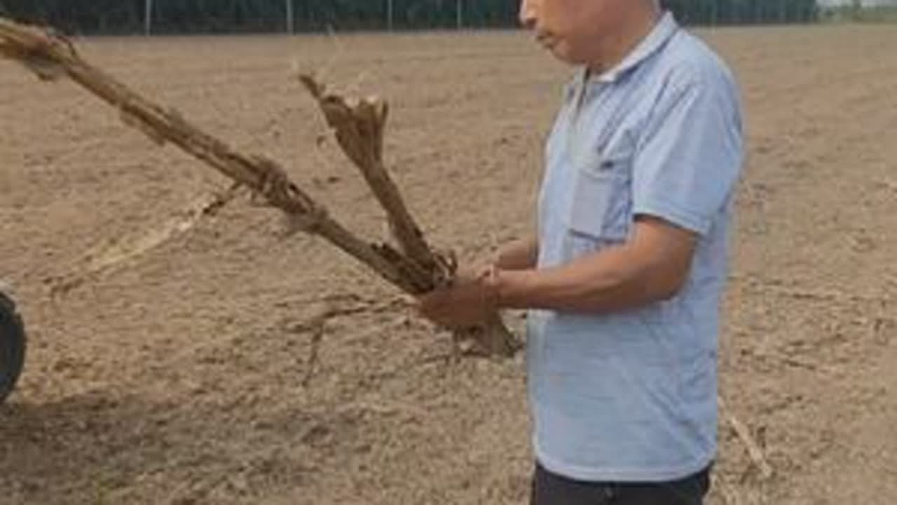 玉米也都收完了，对于秸秆粉碎还田是好处多，还是坏处多呢？来看我爸是怎么说的。#秸秆还田 #秸秆回收 #抖音助农