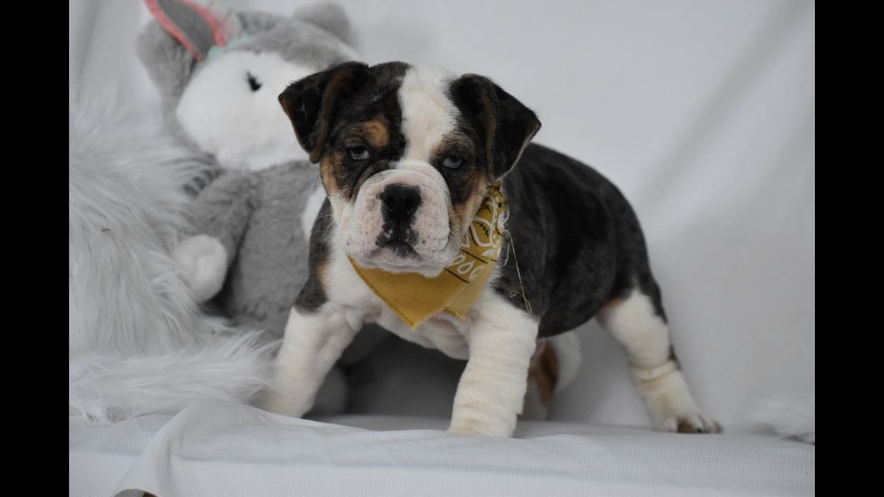 Buddy, Wrangler and Tyson  Beabull puppies