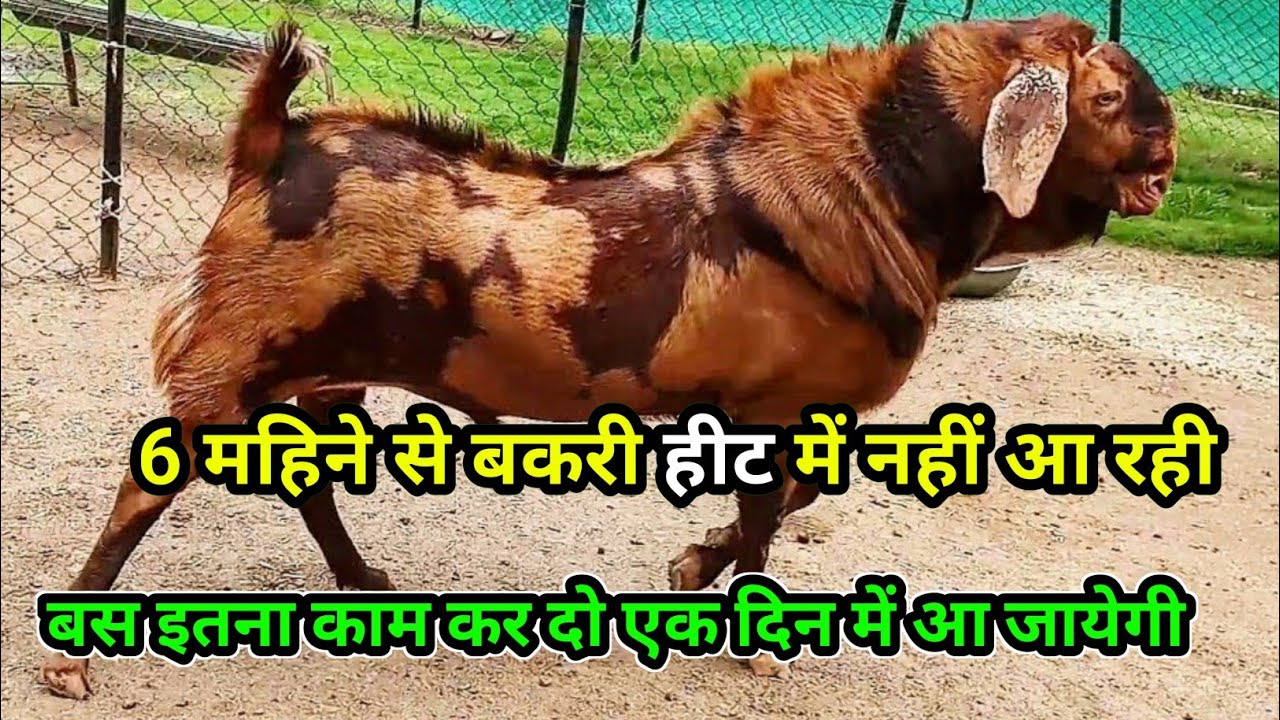 बकरी को‌ एक दिन में हीट में ले आयेगा यह तरीका || bakri ko heat mein kaise laen