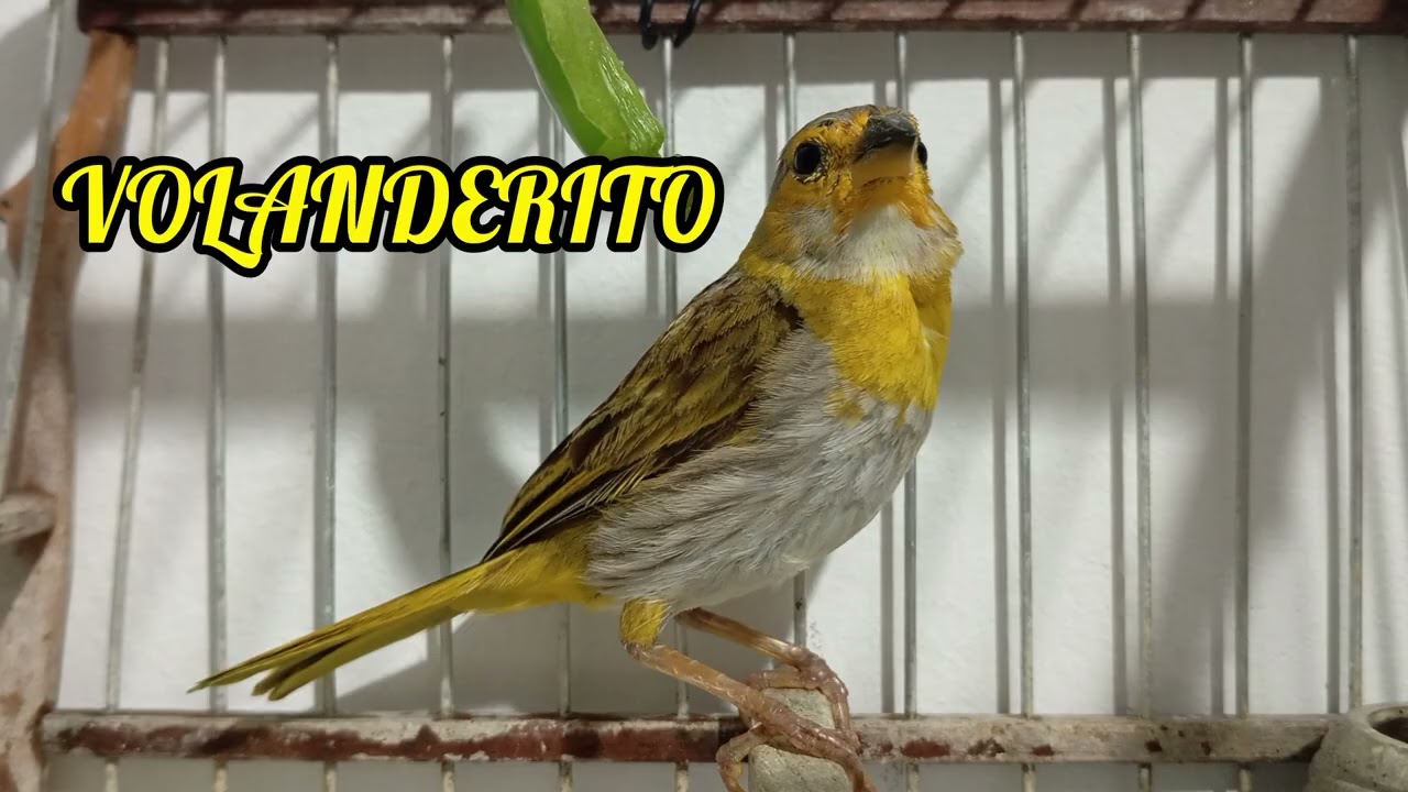 VOLANDERITO RETRUQUEANDO FUERTE Y SACANDO TRINOS LIMPIOS – EJEMPLAR DE ALTO NIVEL 🤩