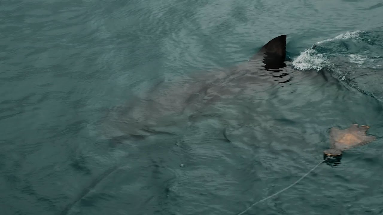 Swimmer Touches Something, Attacked by Shark