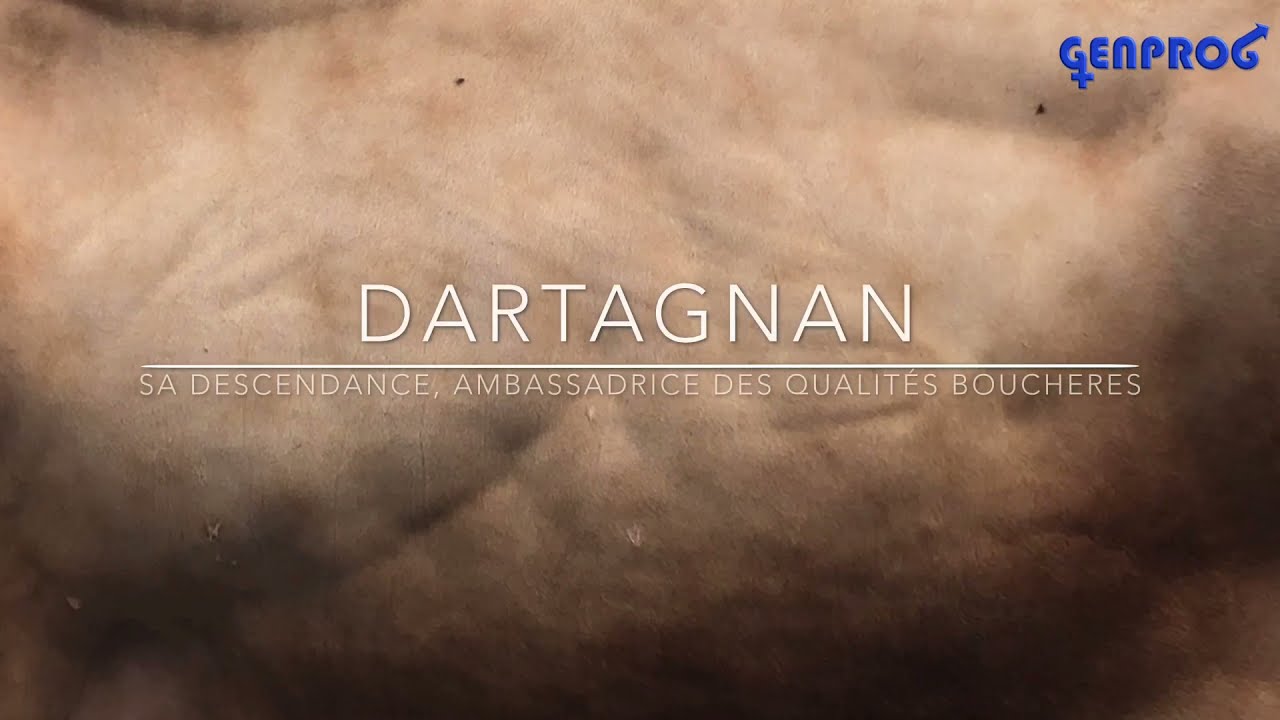 BLONDE EXCELLENCE : DARTAGNAN. Mixité, qualités de race, pour des animaux puissants et harmonieux.
