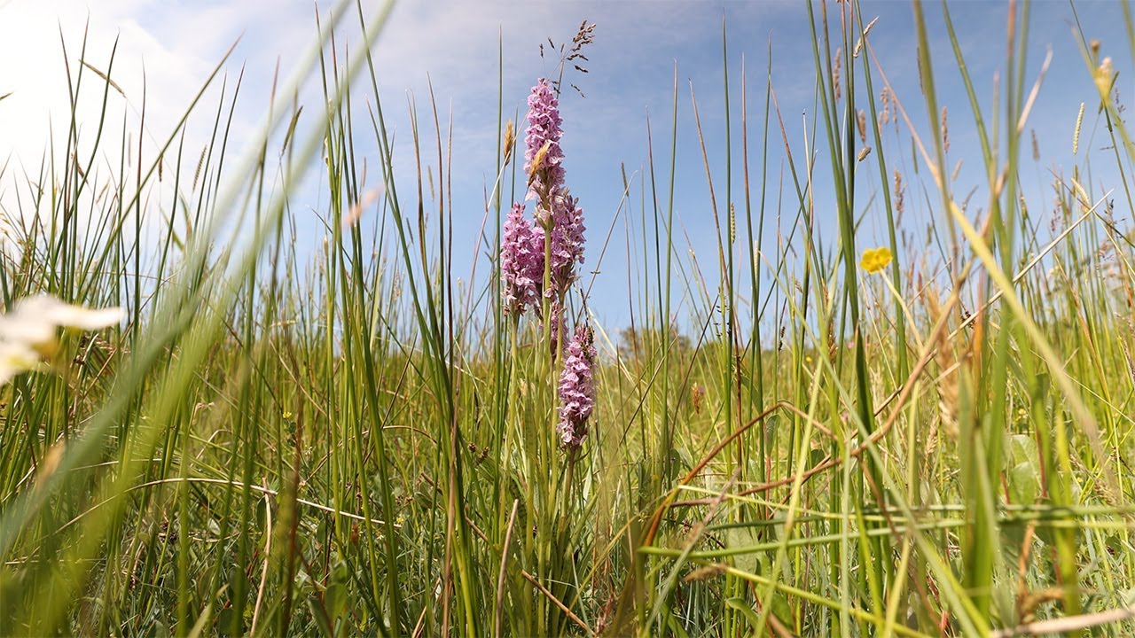 Orchideeën kijken in het Zeerijdtsdijkje