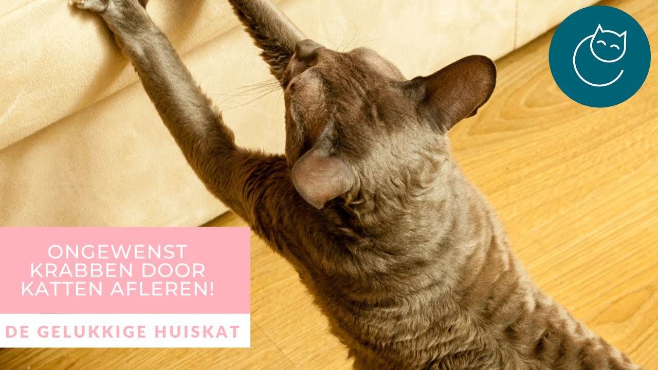 ONGEWENST KRABBEN VAN KATTEN - DE OPLOSSING! - De gelukkige huiskat | Kattengedrag