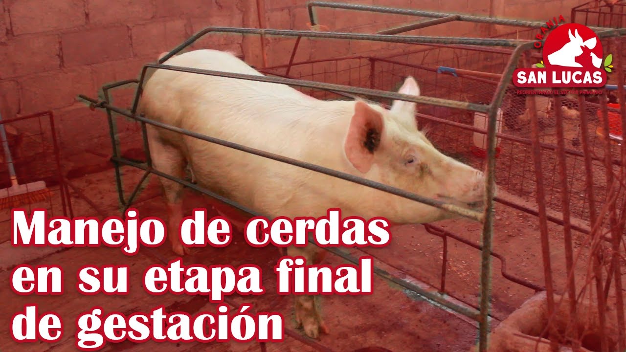 Cuidados para una cerda próxima a parir | Granja San Lucas