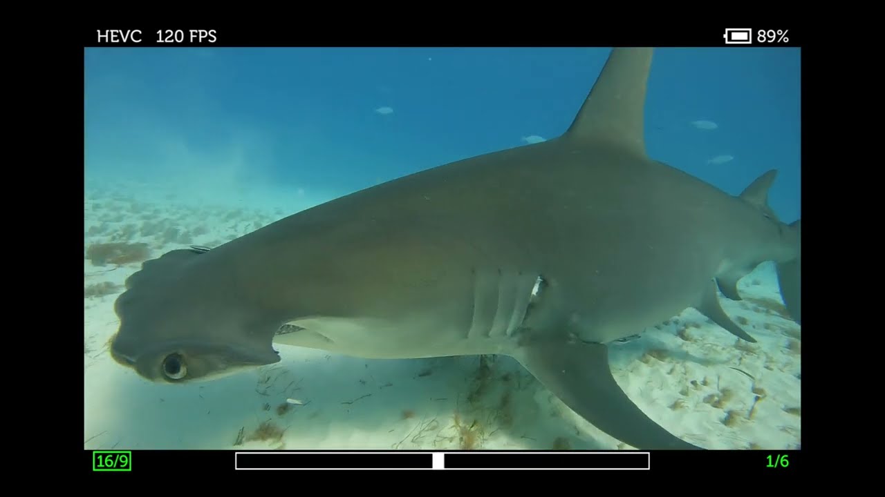HUGE Great Hammerhead Shark #hammerhead #scubadiving #shark #animals #nature 