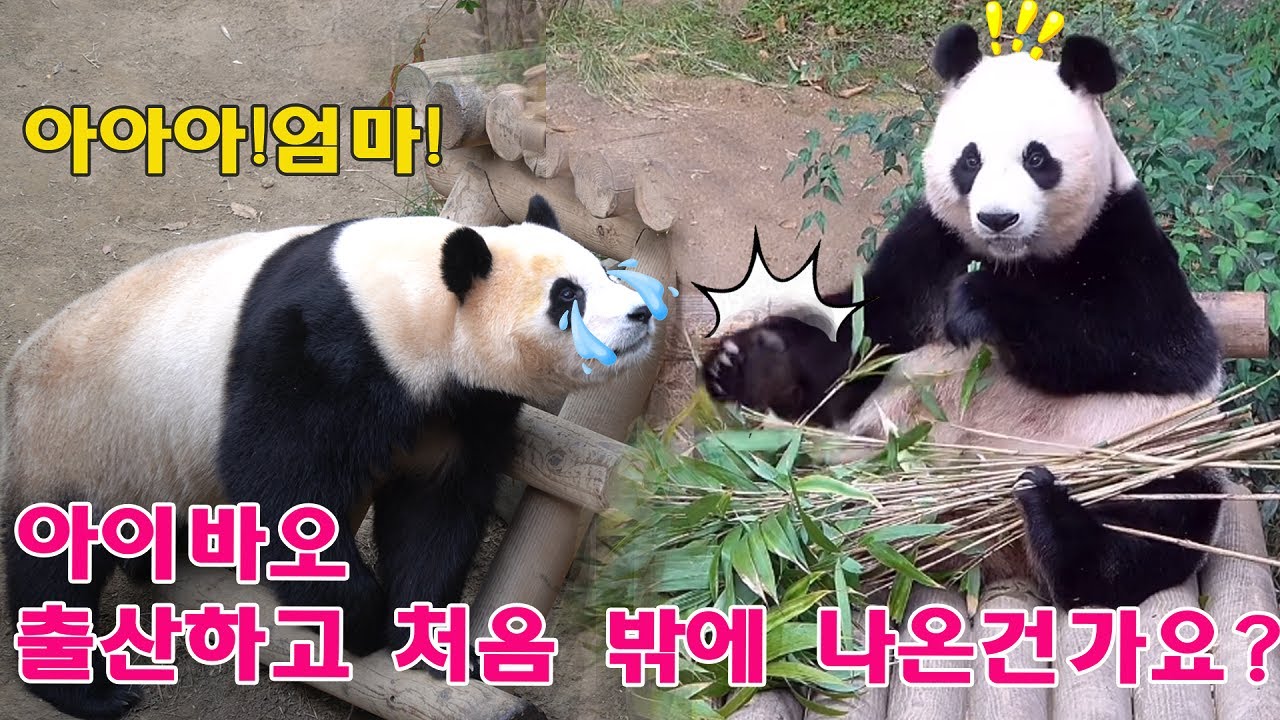 오늘 아이바오 가 나왔어요...우아하고 이쁘고 귀엽구!!엄마의 향기를 느끼자마자 반응하는 푸바오 😆ㅋㅋㅋ