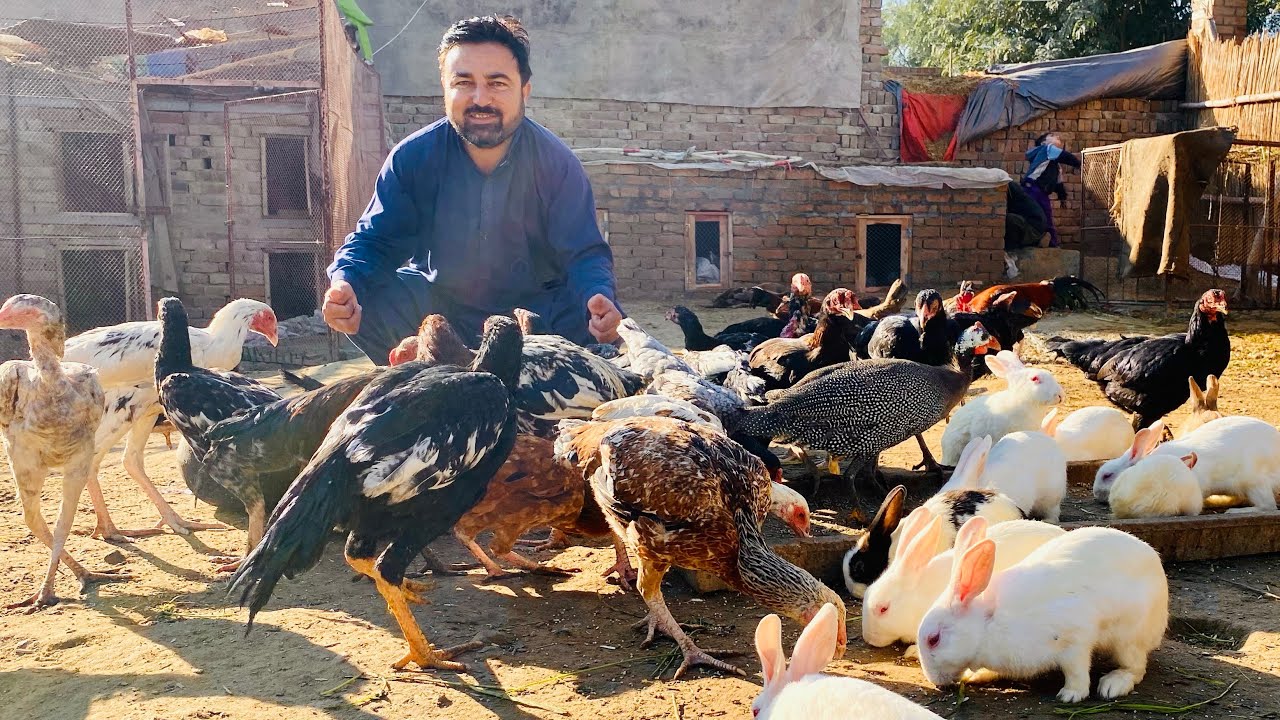 Beautifull sunny day,,, zoo ma raw parrotts hens rabbits peacock dúcks or goats k sath enjoy kia ❣️🦚