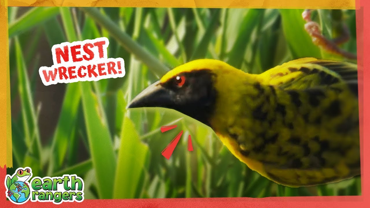 Why Is This Mystery Bird Destroying His Own House?! | Earth Rangers