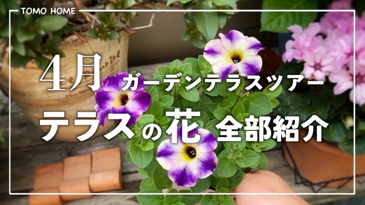 【ガーデンテラスツアー】育ててる花を全部紹介【春に満開の花】