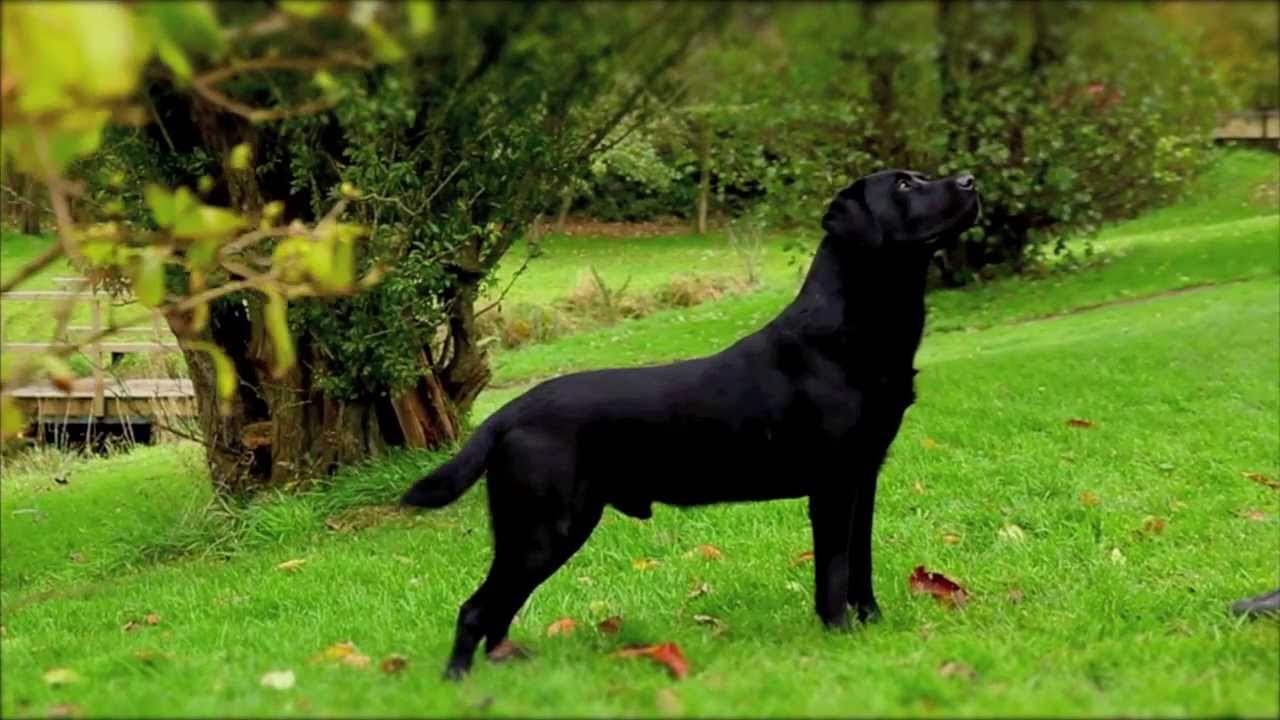 Black Labrador working gundog