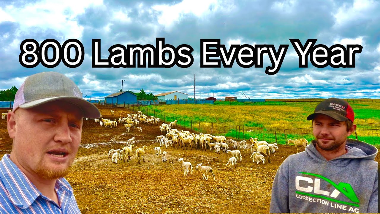 Running Sheep for Profit… 500 Ewes! -Flax Family Farms- Utica Kansas