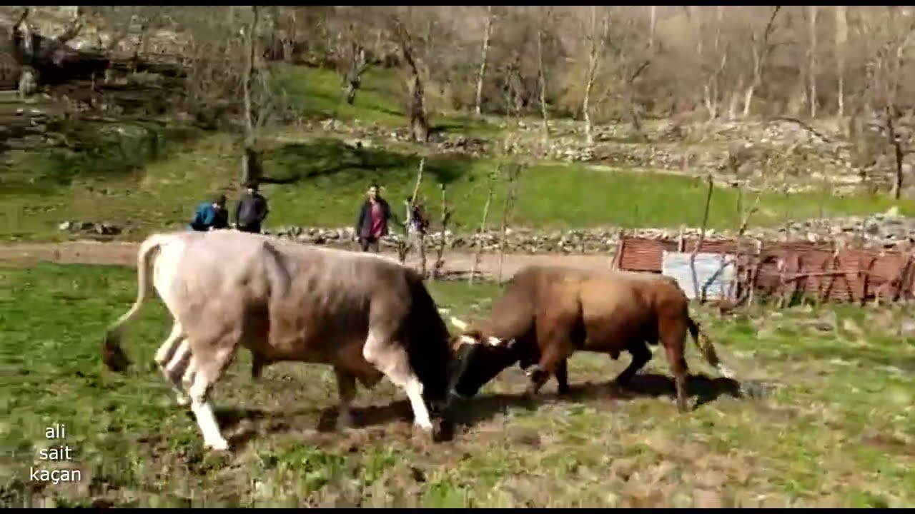 &Ccedil;EKU&Ccedil; - HATA / 2021 DENEME G&Uuml;REŞİ - YUSUFELİ - ARTVİN