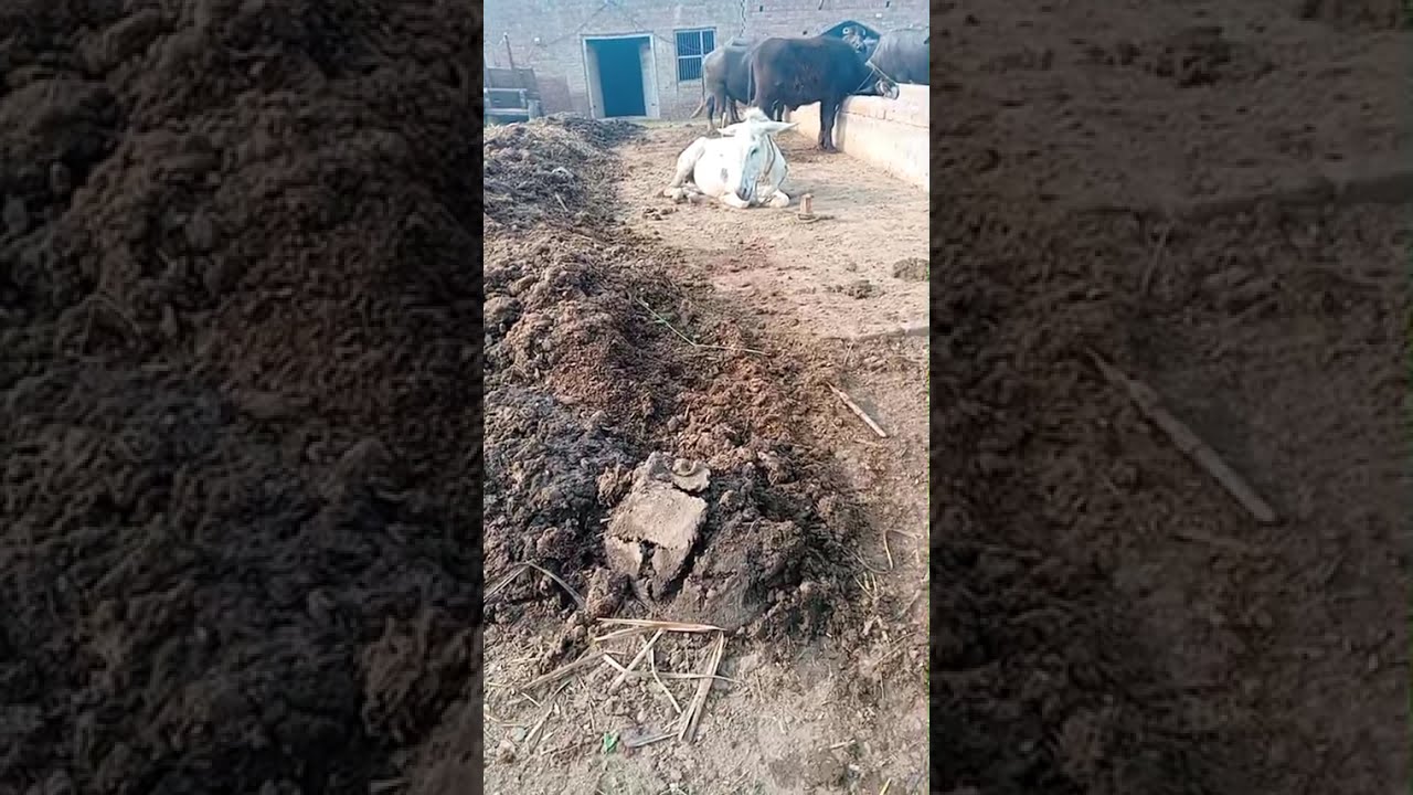 Female Donkey ki video 