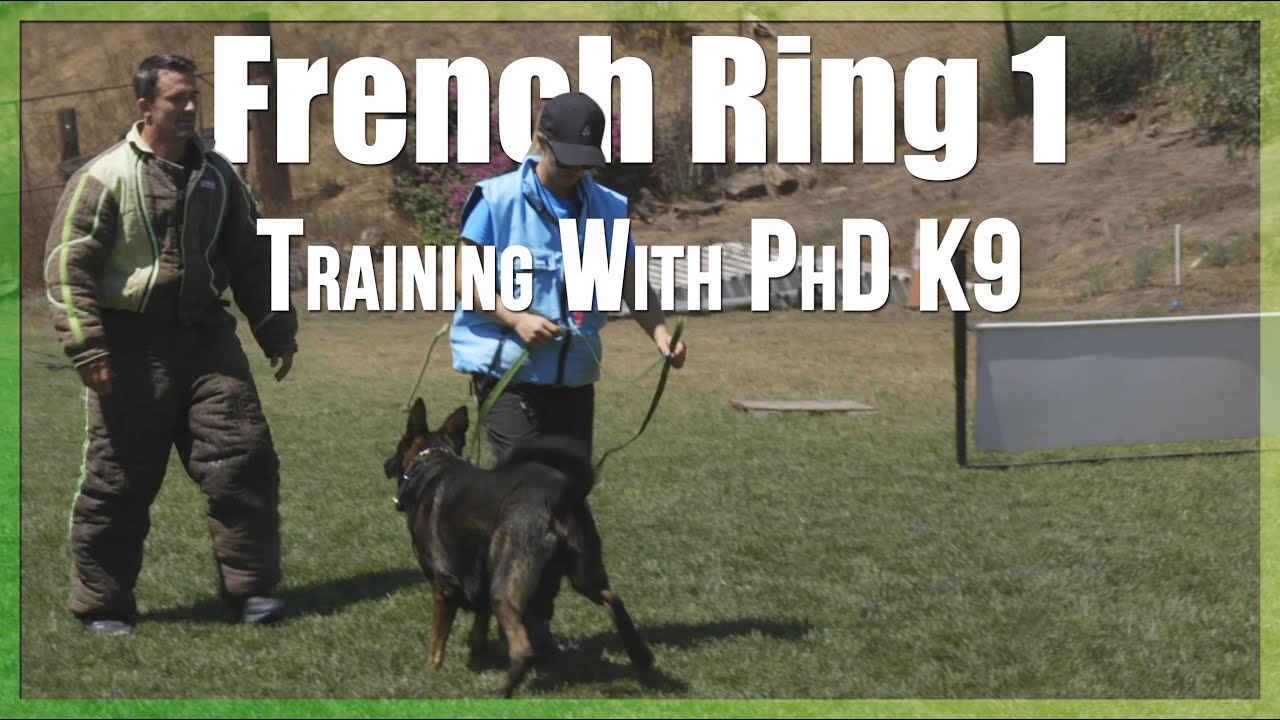 Ring 1 Training | French Ring Protection Dog Sport