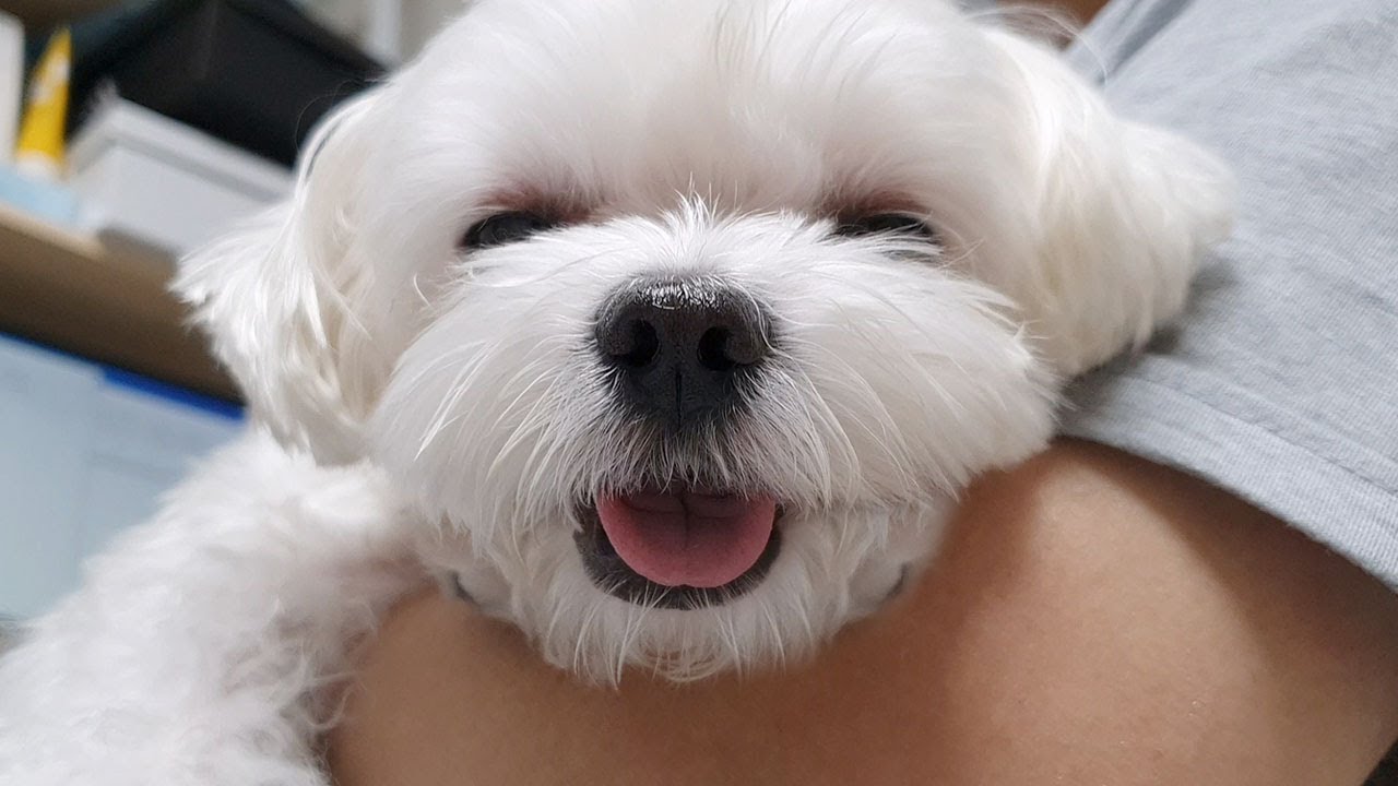 자다가 눈 마주치자 웃어주는 강아지:)