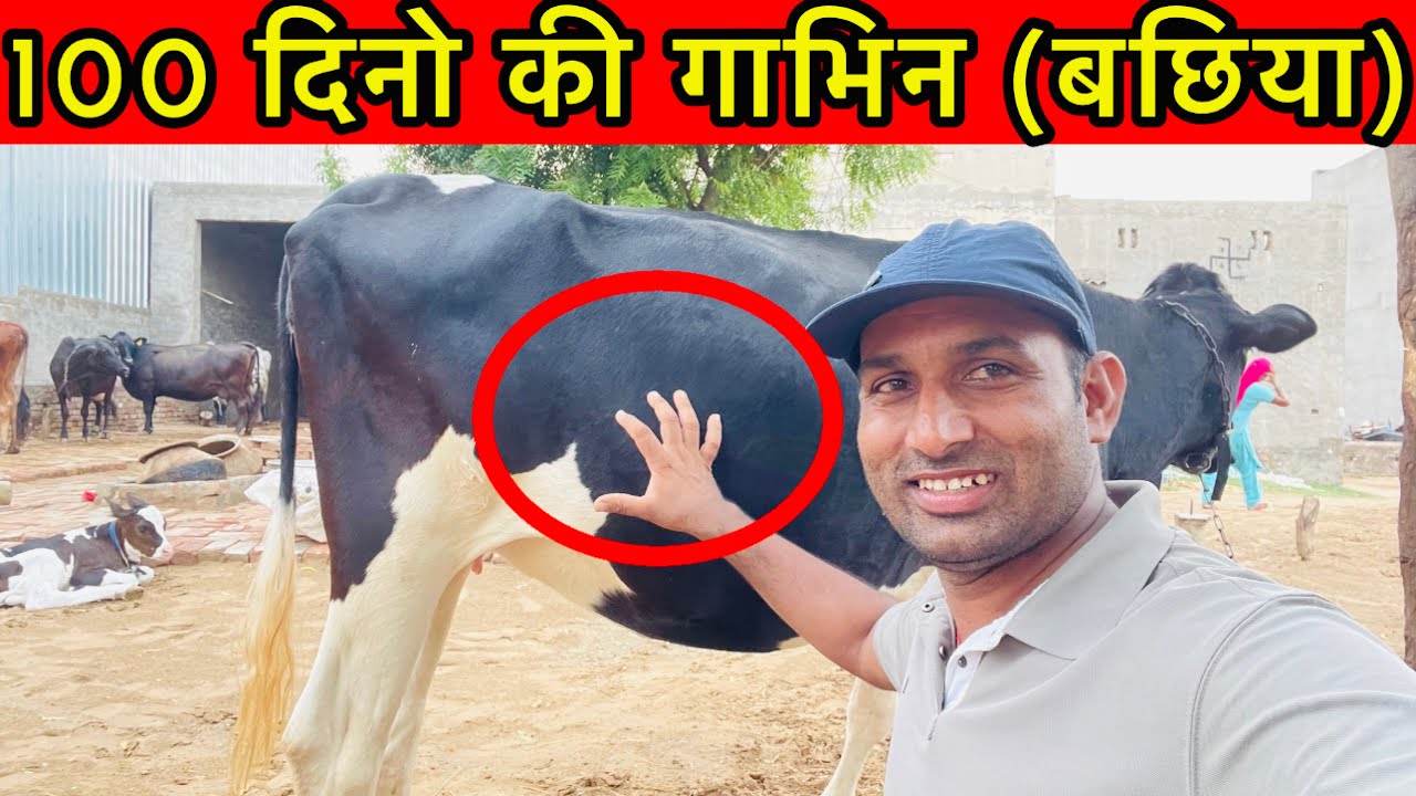 How to identify 100 days pregnant cow for the first time।गाभिन बछिया का पता केसे करे।