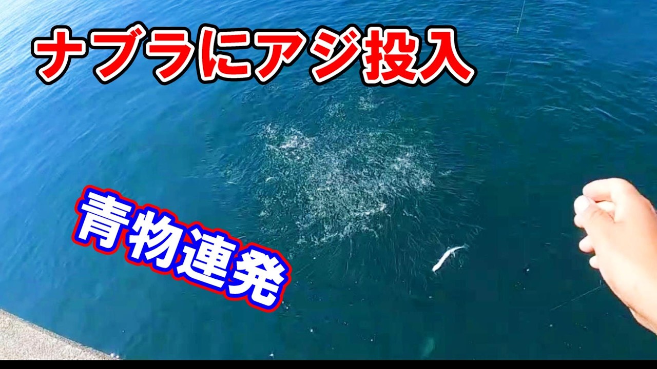 【南港新波止】ナブラが出たのでアジ投入したら大物が連発した！