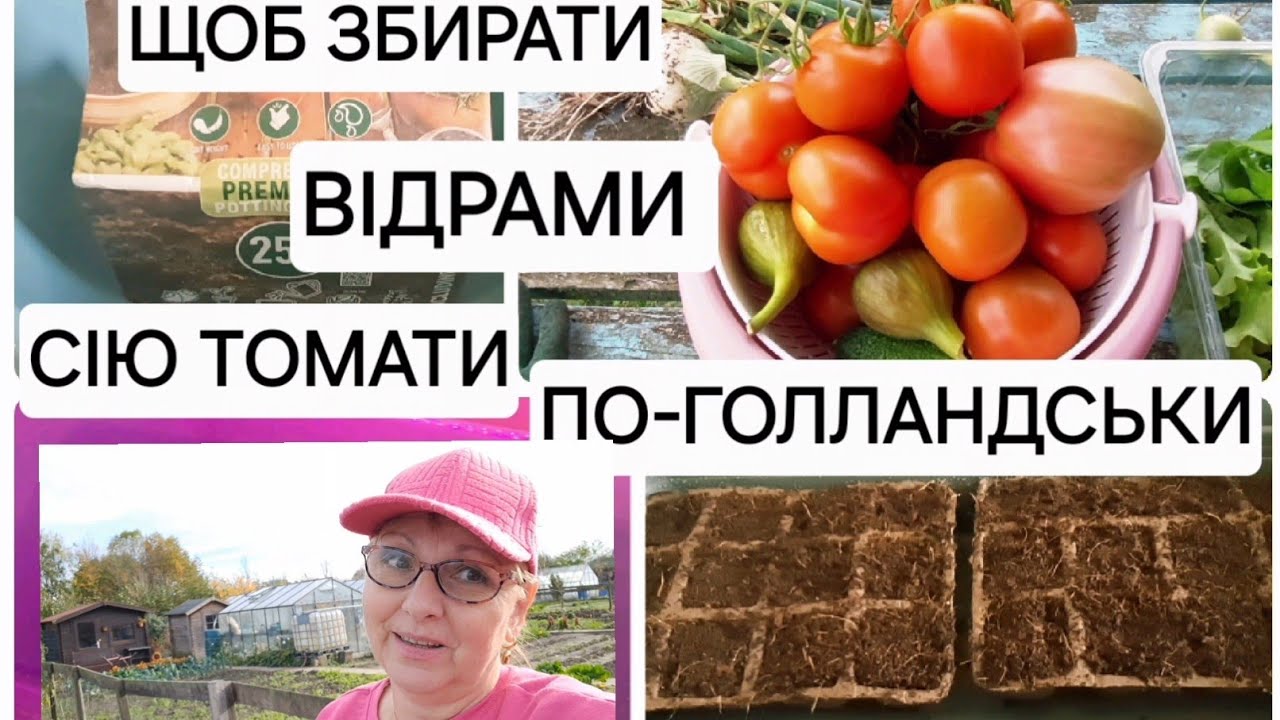 ЯК В НІДЕРЛАНДАХ 🇳🇱 СІЮТЬ ТОМАТИ| Досвід українців |Netherlands tomato planting #netherland #томати