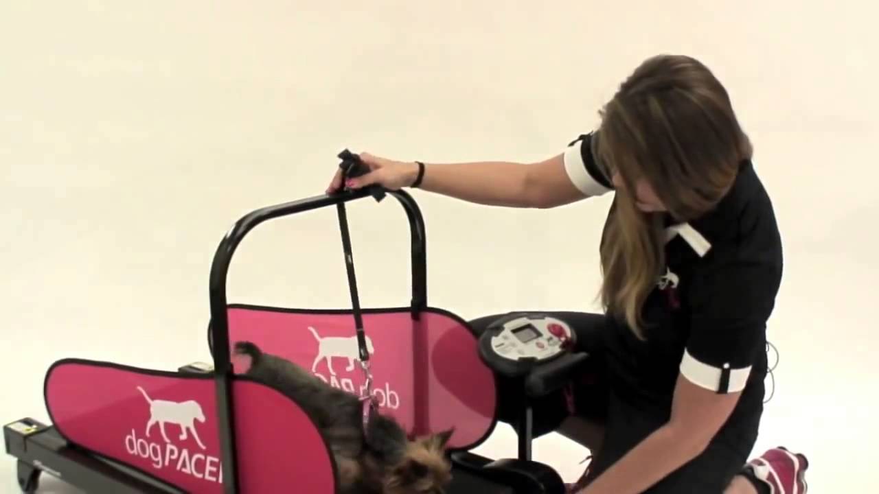 How to Train Your Dog on a dogPACER MiniPacer Treadmill