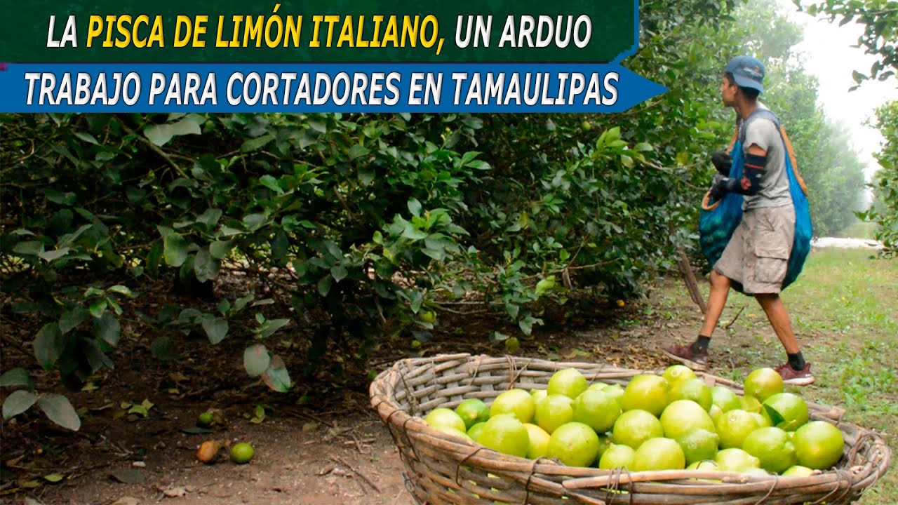 La pisca de limón italiano, un arduo trabajo para cortadores en Tamaulipas