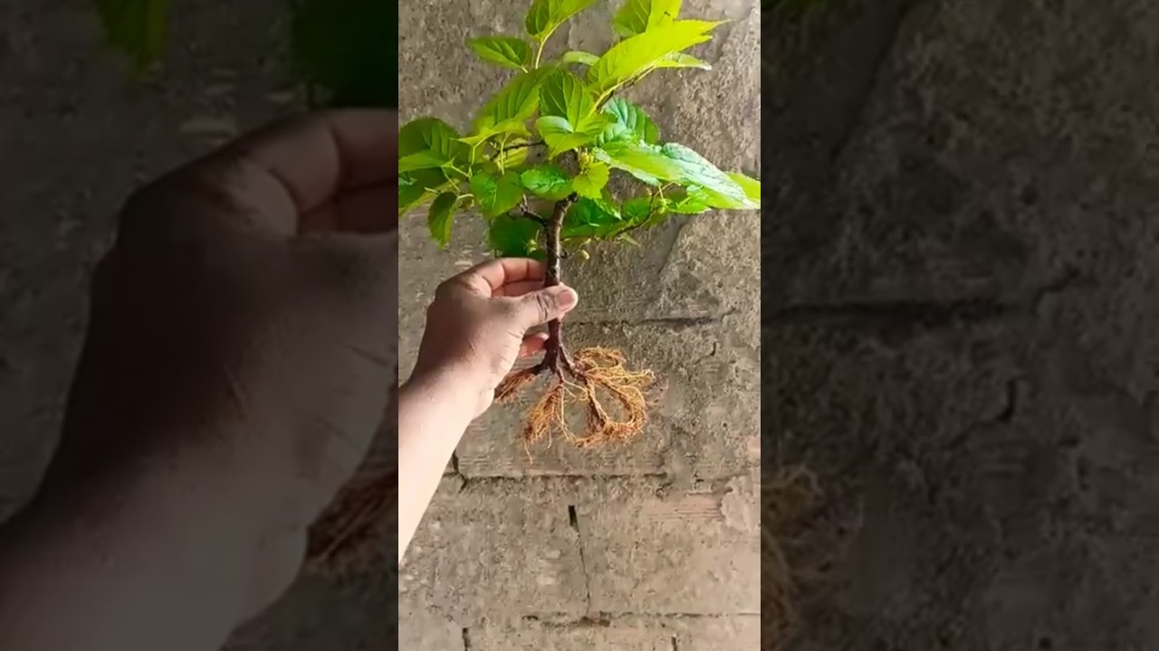 Pr&eacute; bonsai de estaca de amora #bonsai murbei