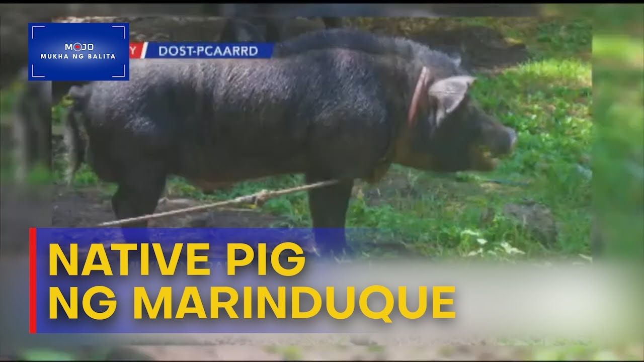 Native pig ng Marinduque, mas masarap umano ang karne  | Mukha ng Balita