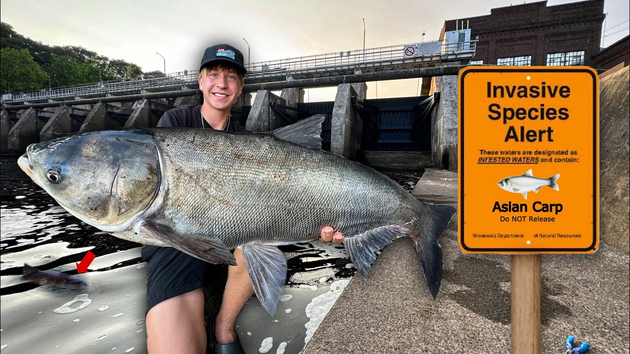 Catching the Most INVASIVE Fish in America under MASSIVE Dam!