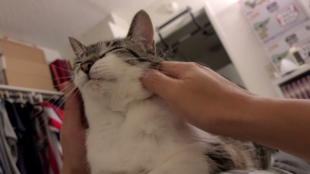 [81] You pet, I enjoy