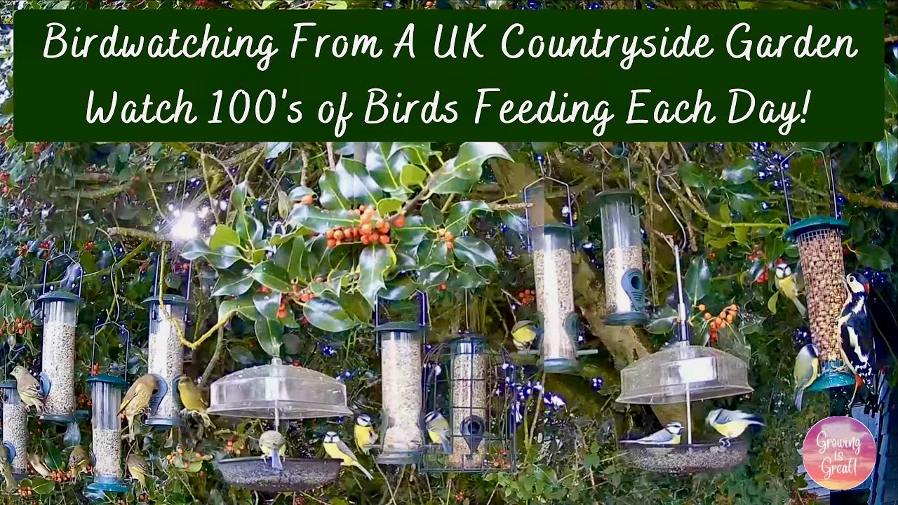 Starlings, Tits, Finches, Robins, Woodpeckers Other Birds: Daily BirdFeeding Live In UK Garden 143